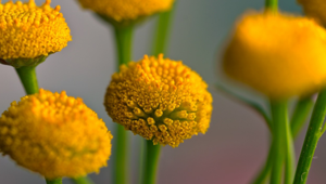 Faydaları saymakla bitmiyor: Solucan otu nasıl kullanılır?