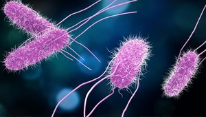 Ünlü kuruyemiş markası ürünlerinde Salmonella tespit edildi: Toplatma kararı alındı