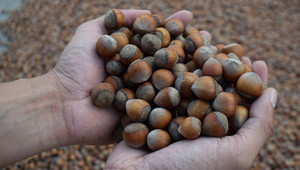 CHP Genel Başkan Yardımcısı Erhan Adem: Fındık üreticisi yine aynı oyunla karşı karşıya