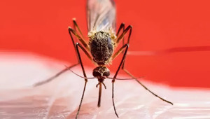 "Sivrisinek ısırığına yoğurt sürmek, ikincil enfeksiyon sebebi"