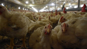 Tavuklar ile ilgili ilginç gerçek ortaya çıktı... Korktuklarında bu tepkiyi veriyorlarmış