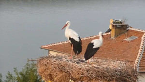 Mart ayında gelen 'Yaren' leylek göç yoluna çıktı