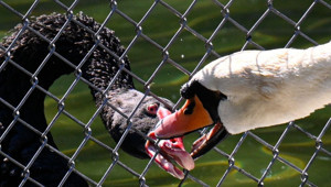 Kuğulu Park'ta kavga eden kuğular tel örgüyle ayrıldı