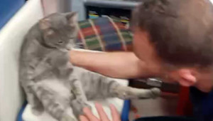 'Bal' yiyen kedinin fenalaşması kamerada