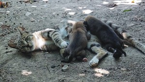 Kedi, 2 yavru köpeğe sütanne oldu... Kediler tarafından büyütülen 'Titrek Tarzan' kedi karakterine büründü!