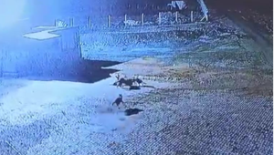 Kurt sürüsünün bekçi köpeğine saldırısı kamerada