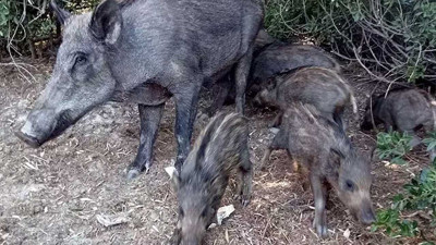 Tavuklara yem vermek istedi, domuz saldırısına uğradı... Yaşlı kadın hayatını kaybetti