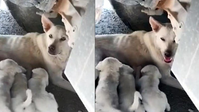 Kamyon altında yavrularını emziren köpek, şoförün dikkatiyle kurtuldu