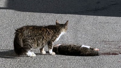 Sivas'ta sahipsiz kedi yavrusu, araç çarpması sonucu ölen kedinin başından ayrılmadı