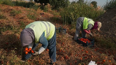Domatesi tarlada kalan çiftçi, Balıkesir Büyükşehir Belediyesi aracılığıyla ihtiyaç sahiplerine bağışladı