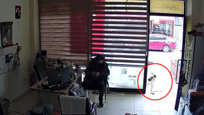 Sokak köpeği, kendisini besleyen kişinin dükkanına tavuk budu bıraktı; o anlar kamerada