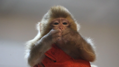 Avustralya'da erkek maymunların kısırlaştırılması kararı alındı