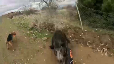 Yaralı yaban domuzu, kendisini vuran avcıya saldırdı; o anlar kamerada