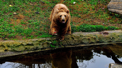 Kış uykusuna yatmayan ayılar, meyve ve balıkla besleniyor