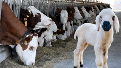 Büyükbaş hayvan sayısı 2024'te yaklaşık 17 milyon, küçükbaş sayısı 54,9 milyon oldu
