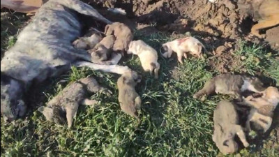 Osmaniye'de, hayvan barınağında 21 köpek ölü bulundu