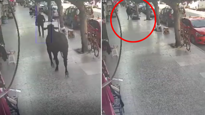 Kaçan angusun kaldırımdaki kişiyi boynuz darbesiyle yaraladığı anlar kamerada