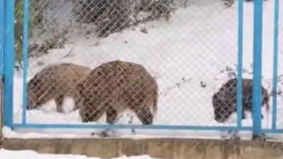 Eyüpsultan'da yiyecek arayan domuz sürüsü yola indi; sürücü 'Hey' diye seslendi