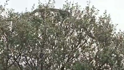 Çanakkale'de tarlasından dönerken dev yılanı görüntüledi