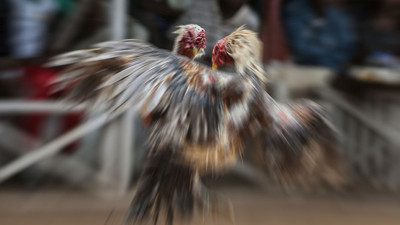 Mersin'de horoz dövüştürenlere 1.2 milyon TL ceza