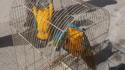 Belgesiz Macaw papağanı satışına 617 bin TL ceza
