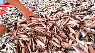 Ramazanda balık satışları azaldı fiyatlar düştü