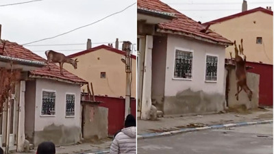 Köpeklerden korkup çatıya çıkan kızıl geyik, düşüp öldü: O anlar kamerada