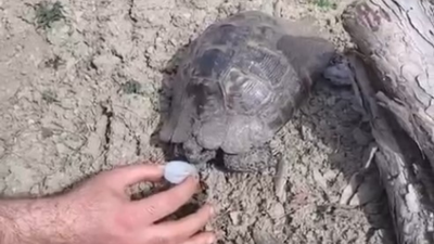 Ormanda bitkin düşen kaplumbağaya su içirdiler