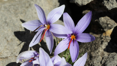 Olimpos safranı biyokaçakçıların hedefinde