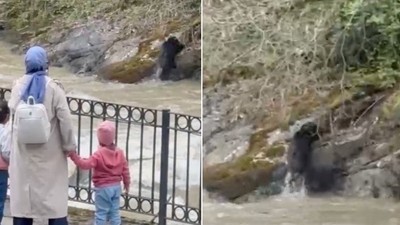 Dereye düşen domuz, güçlükle karaya çıktı; o anlar kamerada