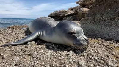 101 gün sonra denizle buluşturulan yavru fok ölü bulundu