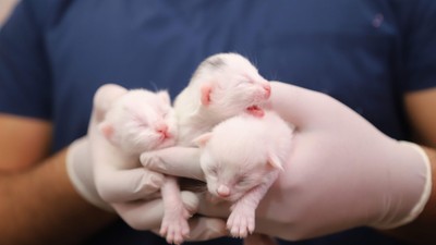 Van Kedi Villası'nda yılın ilk yavruları dünyaya geldi