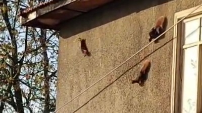 Evin duvarında gezinen sincaplar görüntülendi