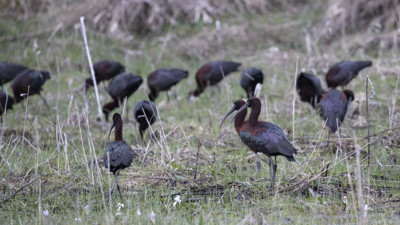 Nesli tükenmekte olan çeltikçi kuşları Tunceli'nin ovalarında görüntülendi