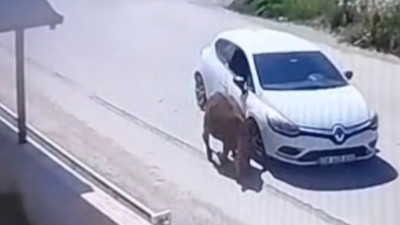 Otomobiliyle eşeğe kasıtlı olarak çarpan sürücünün ehliyetine el konuldu