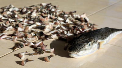 Balıkçılar, geçen yıl 189 bin 520 balon balığı yakaladı