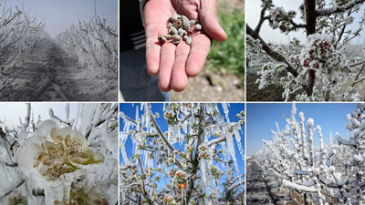 TBMM, zirai don olayının sonuçlarını araştıracak