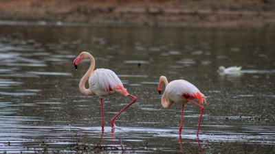 Tuz Gölü'ne göç eden flamingo popülasyonunda artış