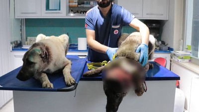 Vicdanları sızlatan olay; 3 sokak köpeğinin kulaklarını kesmiş