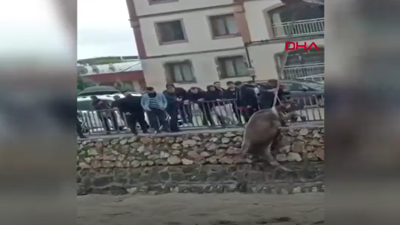 Taşan dereye düşen inek kepçe yardımıyla kurtarıldı