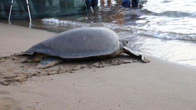İztuzu'nda 2025 yuvalama sezonu hazırlıkları başladı