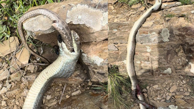 Hakkari'de yılan, bir başka yılanı yerken görüntülendi