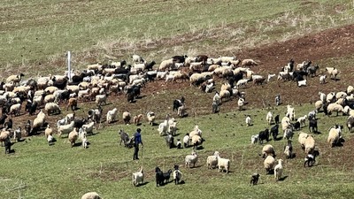 70 bin TL maaşla çoban bulamayan köylüler, sırayla hayvanları otlatıyor