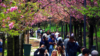 Ankara'nın Dikmen Vadisi, sakuralarla renklendi