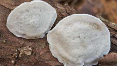 Bilim insanları en acı maddeyi buldu