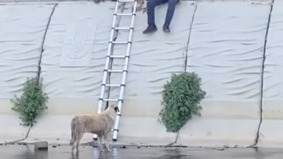 Kağıthane'de derede mahsur kalan köpeği itfaiye kurtardı