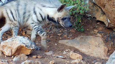 Nesli tehlike altındaki çizgili sırtlan görülen 2 alana koruma