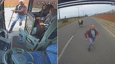 Otobüs şoförü, yola çıkan boğanın saldırısına uğradı; o anlar kamerada