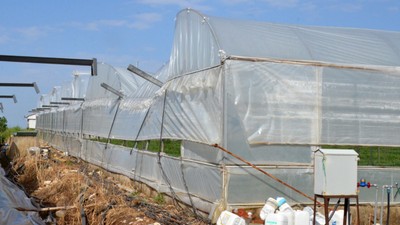 10 dakika süren dolu, Serik'teki seralara zarar verdi