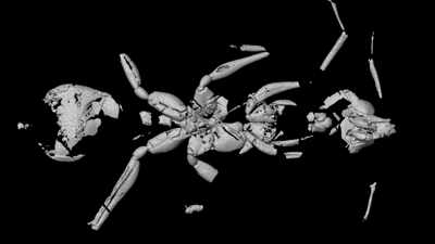 Brezilya'da bilinen 'en eski karınca fosili' keşfedildi